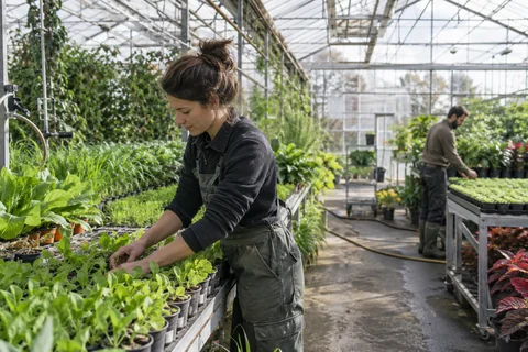 Une horticultrice s’occupe de jeunes plants dans une serre.